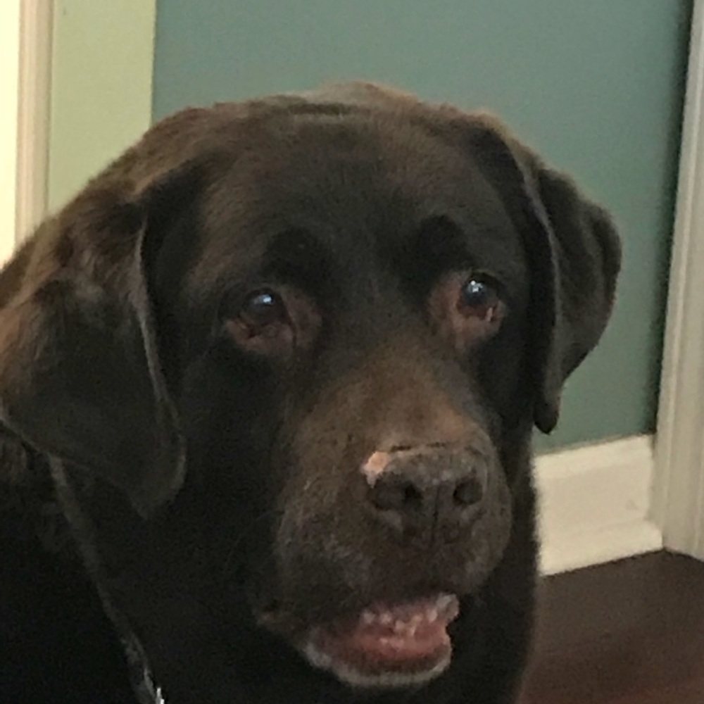 Meet your Posher, Hannah